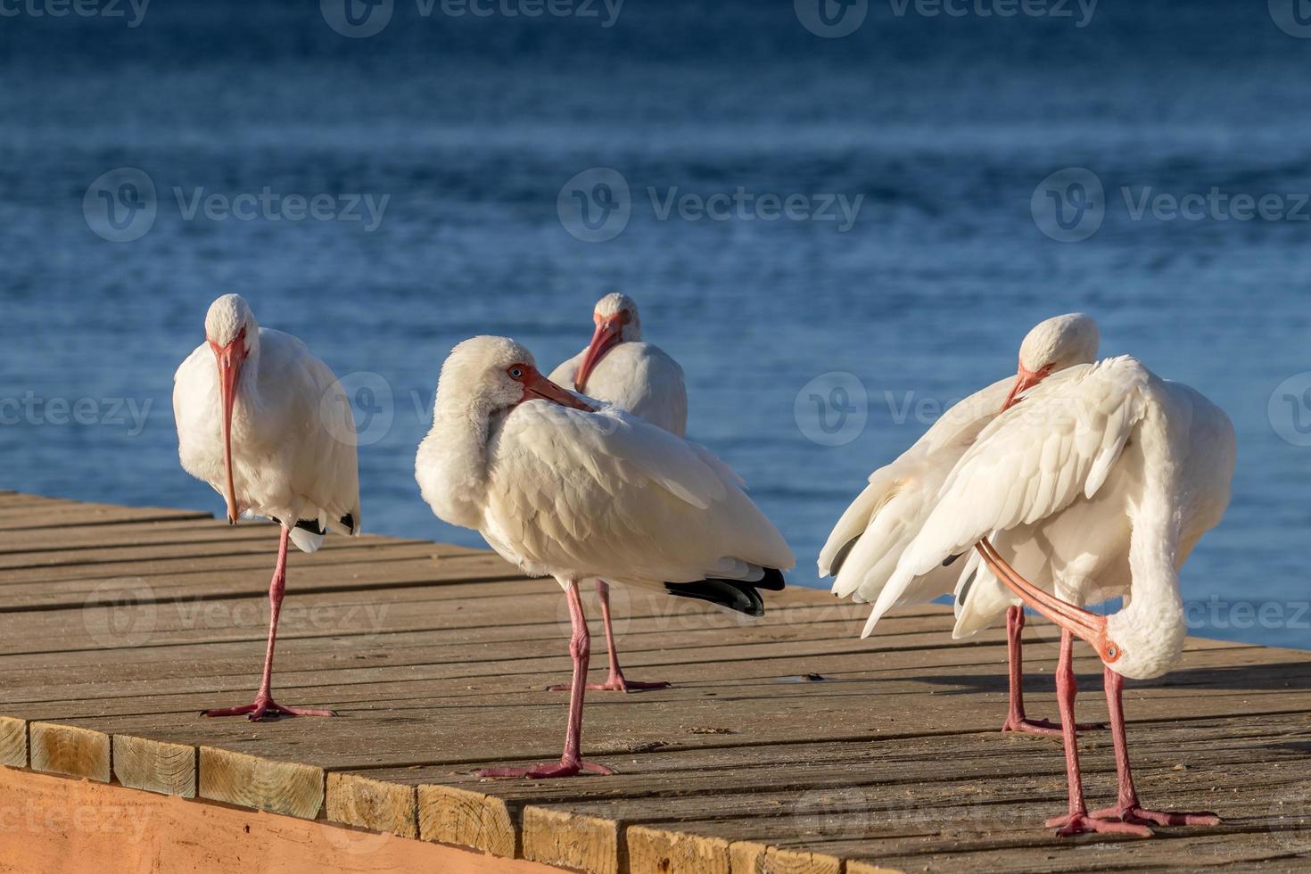 Flock of white Ibis birds on a dock in Key Largo, Florida photo