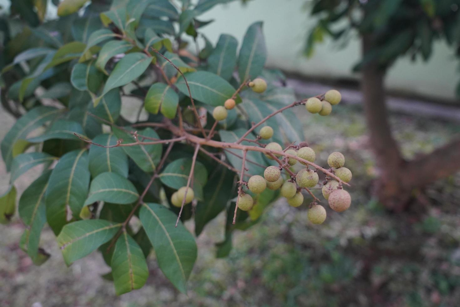 Longan orchards, Tropical fruits longan in Indonesia Tropical fruits longan on the tree photo