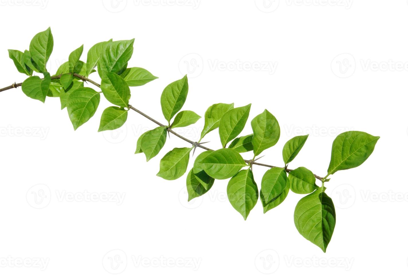 Fresh green leaves branch isolated on white background. photo