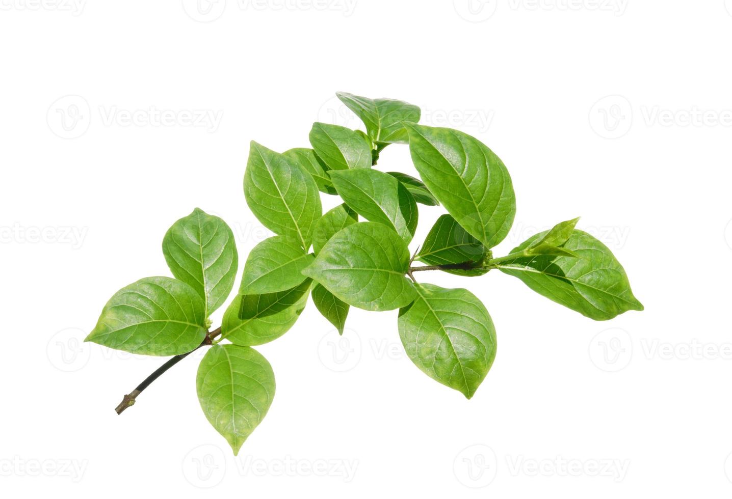 Fresh green leaves branch isolated on white background. photo