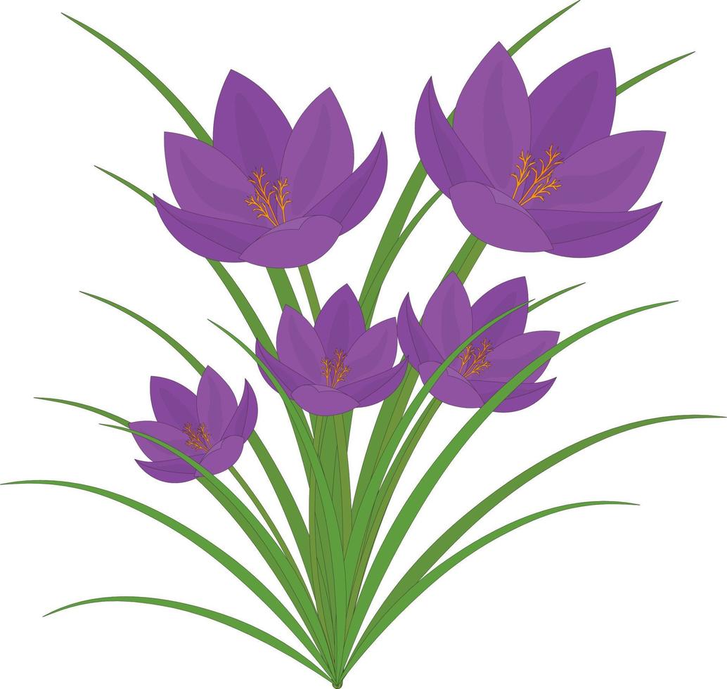 Early spring purple crocus flower vector illustration