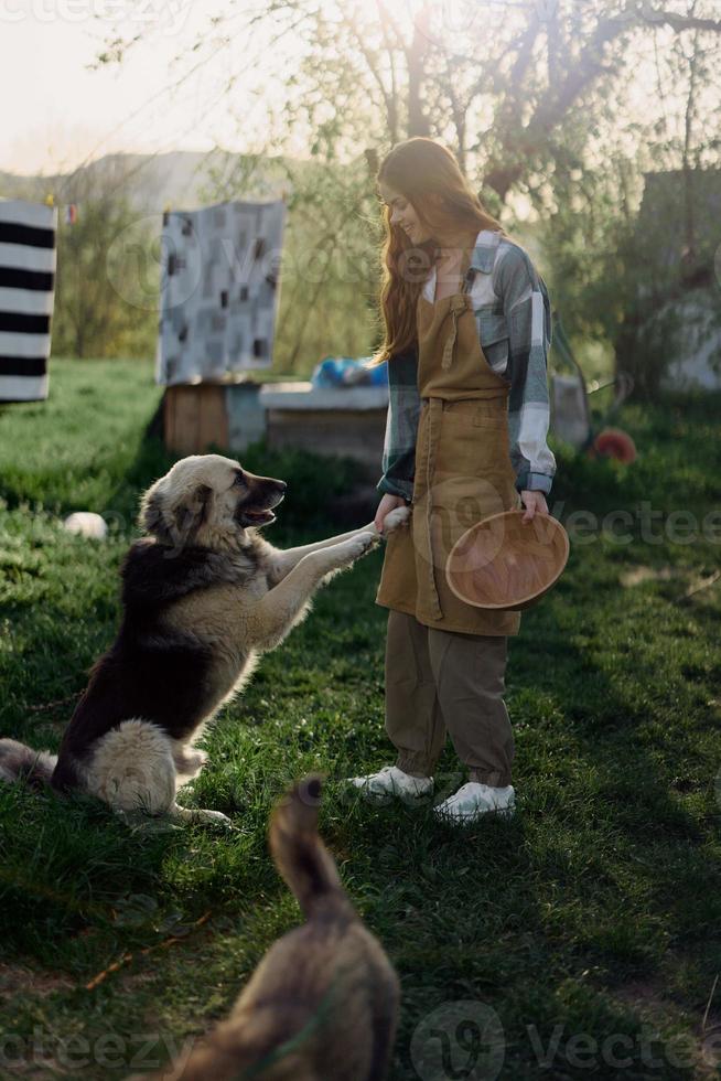 Woman stroking her big furry dog on. farm in the countryside against a backdrop of clean laundry on a rope photo