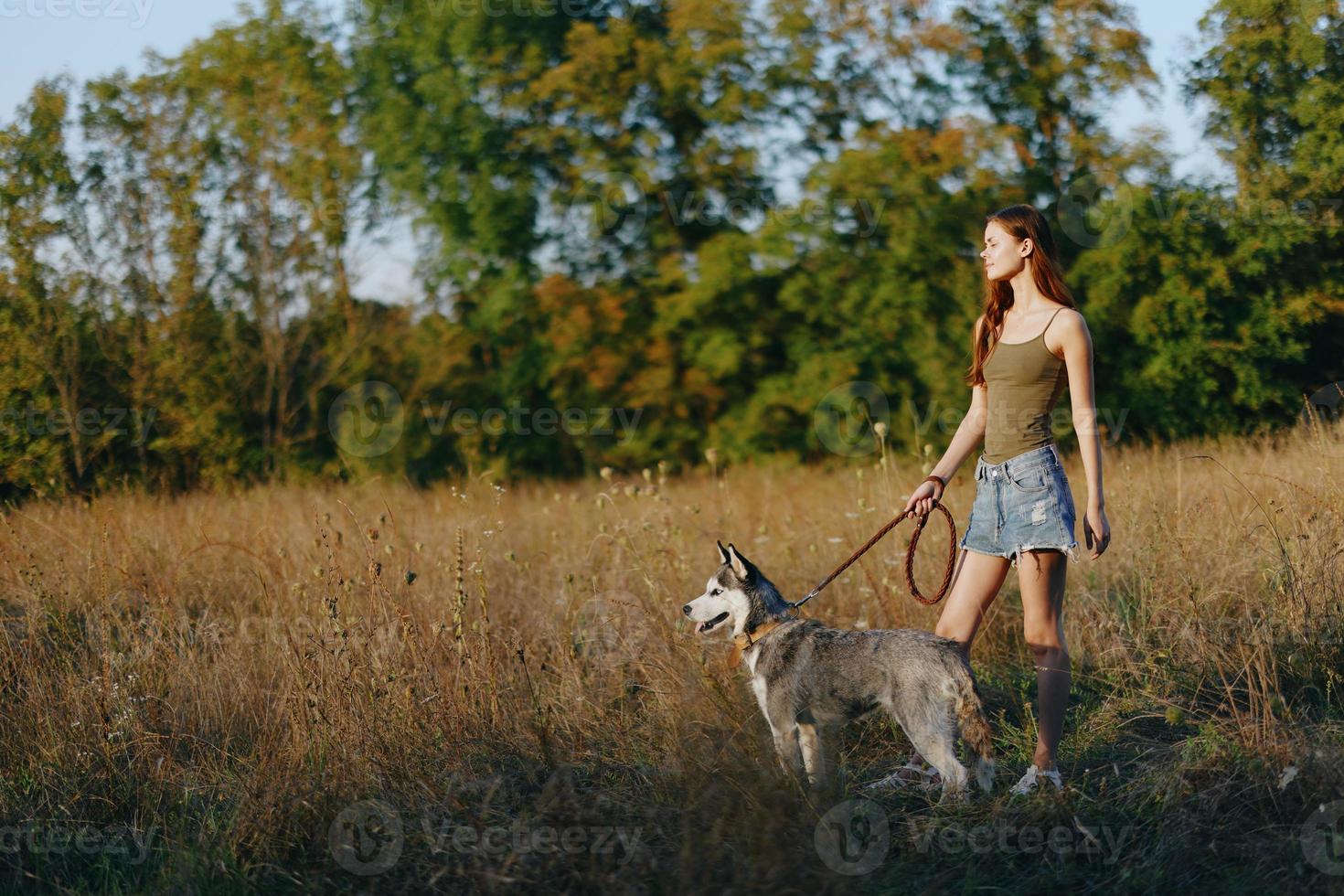 Woman and her husky dog happily walk and run through the grass in the field smile with teeth fall sunset walk with a pet, travel with a friend dog happiness lifestyle photo