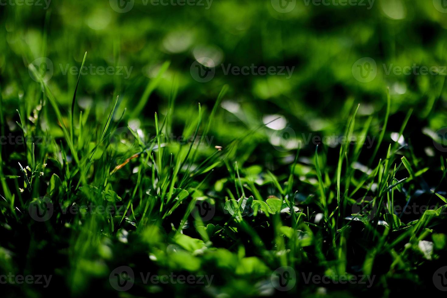 Green lawn grass close-up of the leaves of the grass. Nature conservation without environmental pollution, clean air photo