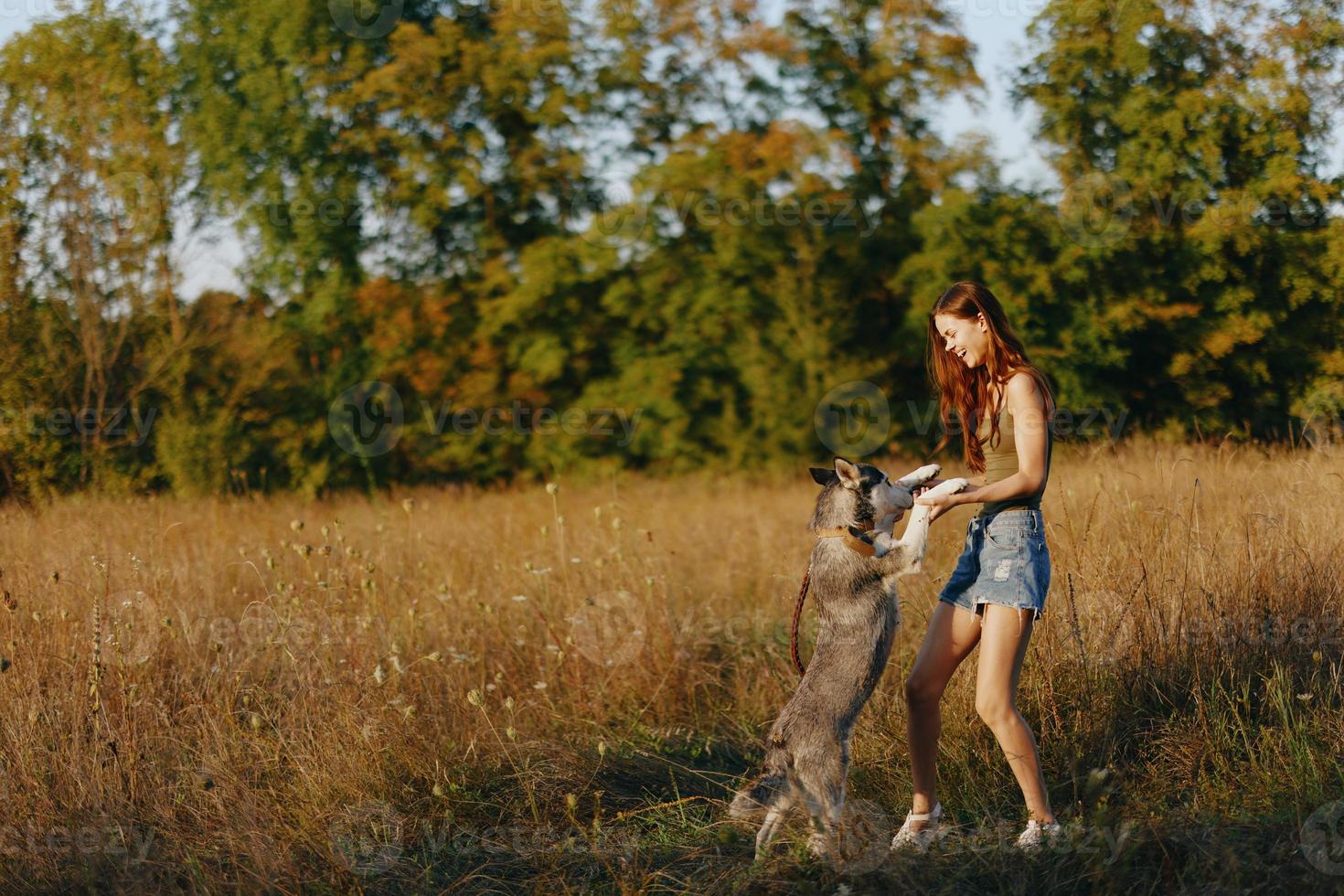 A woman plays and dances with a husky breed dog in nature in autumn on a field of grass and smiles at a good evening in the setting sun photo