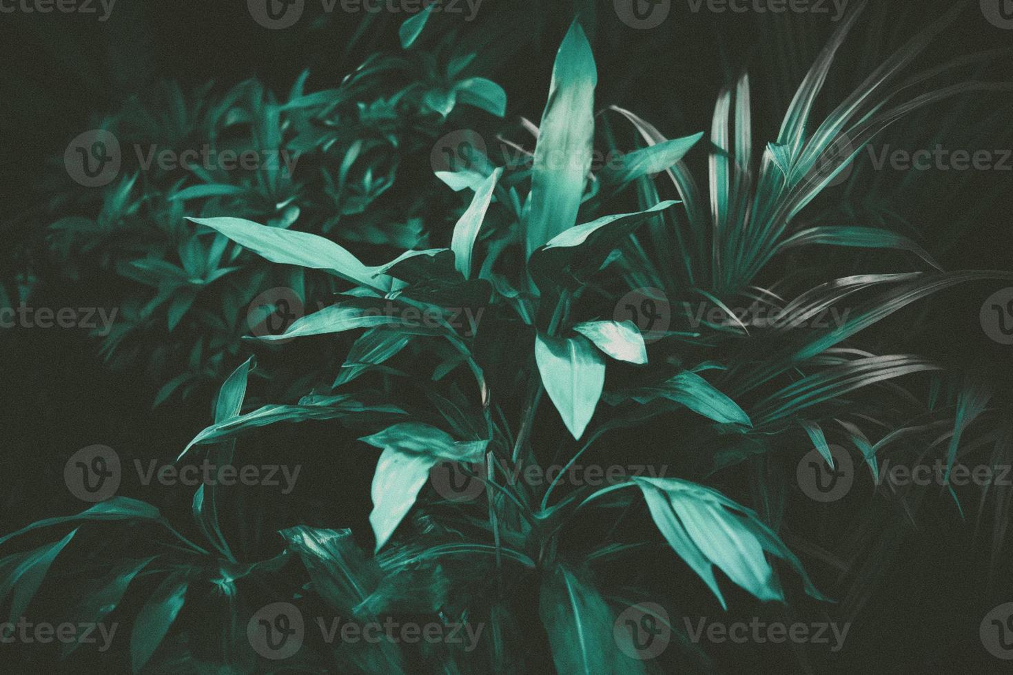 Tropical leaf forest glow in the dark background with copy space. High contrast concept photo