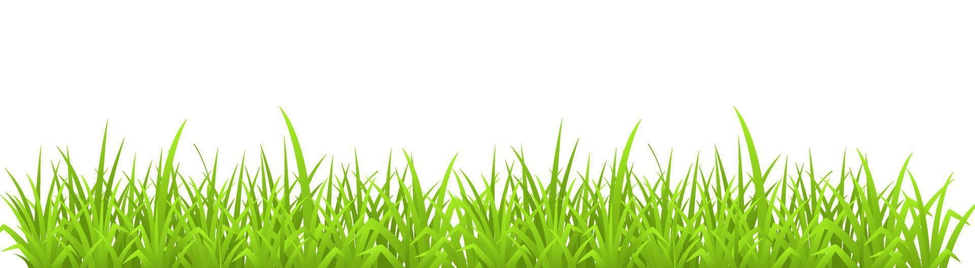 Vector illustration of a green grass isolate on white background with copy space for text.
