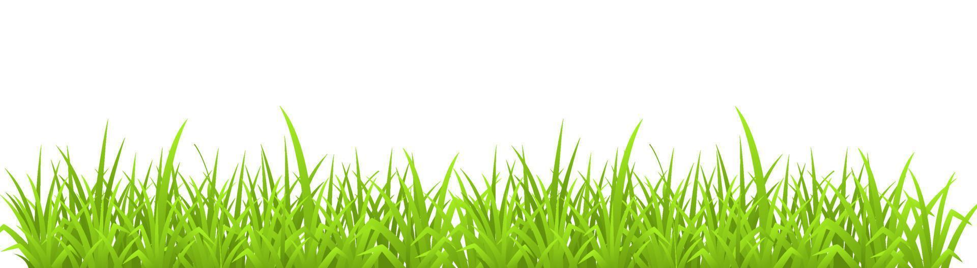 Vector illustration of a green grass isolate on white background with copy space for text.