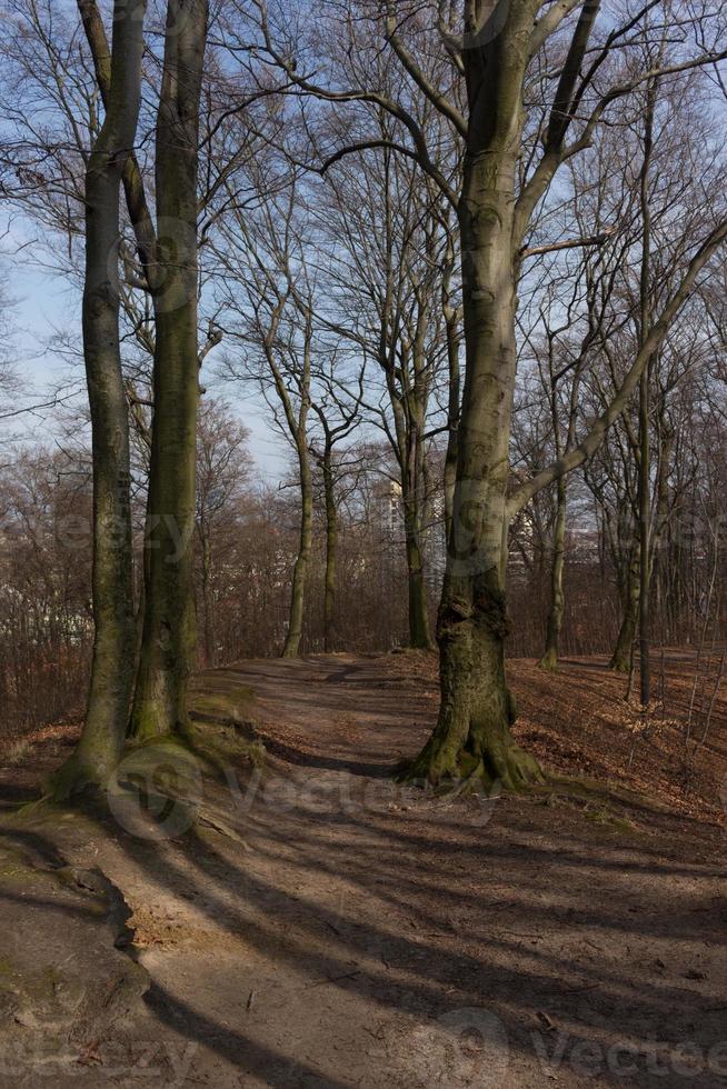 paisaje con un devanado excursionismo sendero en el medio de el bosque foto