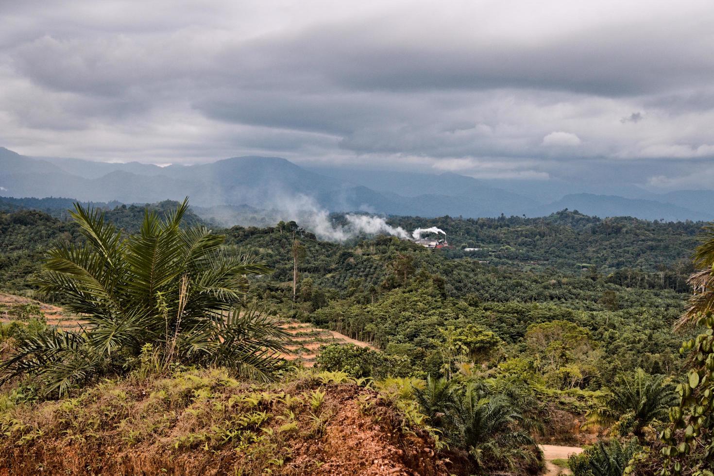 Palm Oil crushing industrial site in operation in a newly planted palm oil plantation indonesia. photo