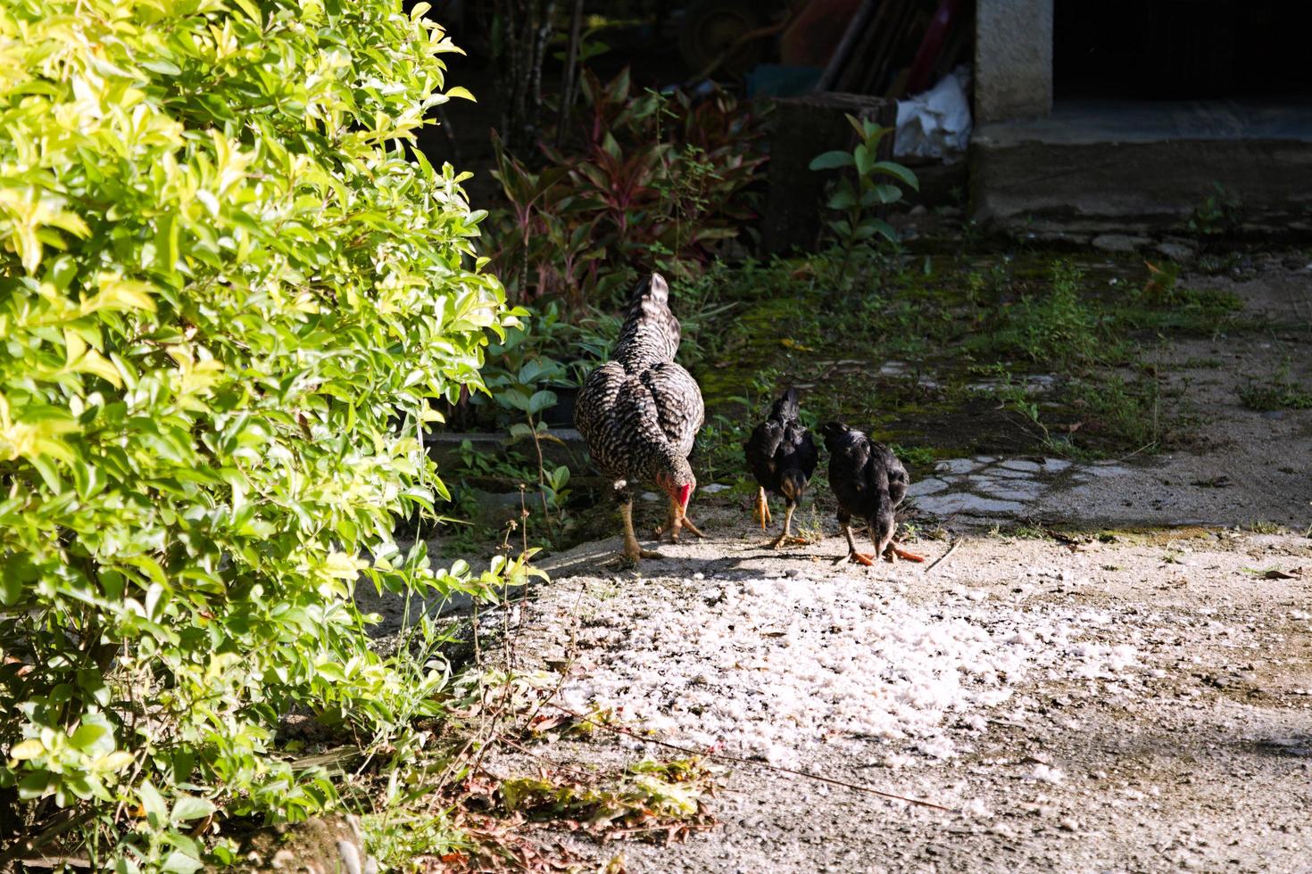 mother hen with her one day chick in rural yard is eating. photo