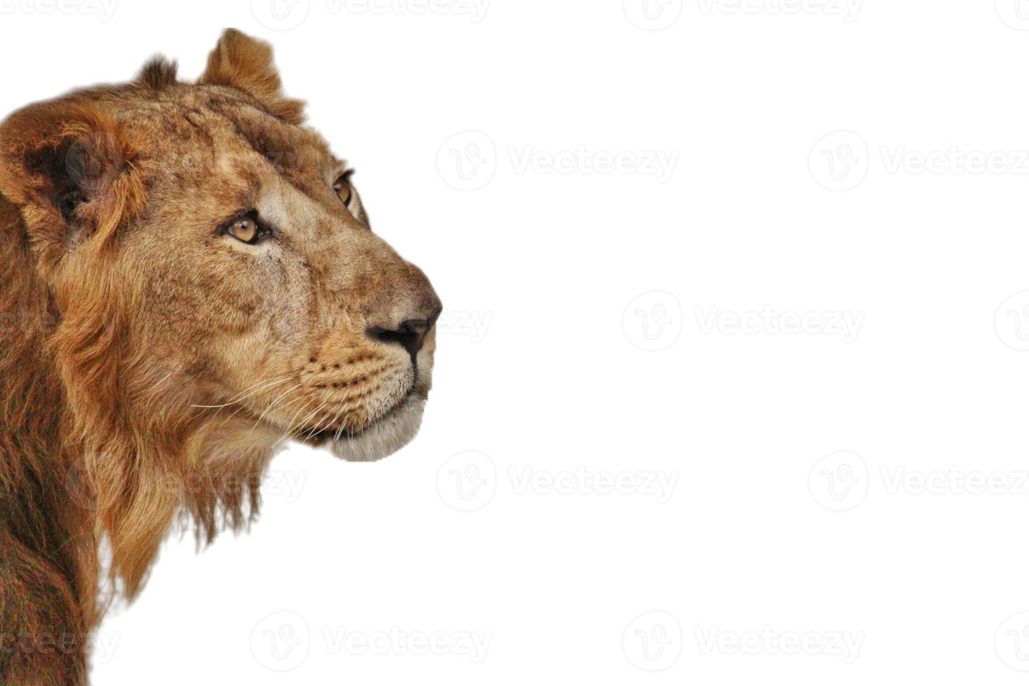 Lion isolated on white background photo