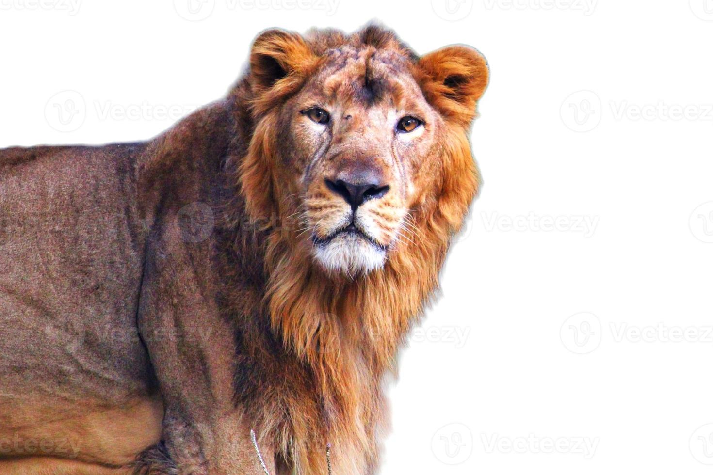 Lion isolated on white background photo