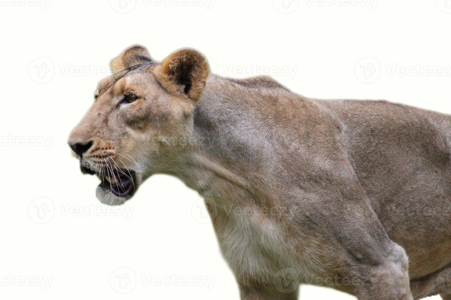 Lioness isolated on white background photo