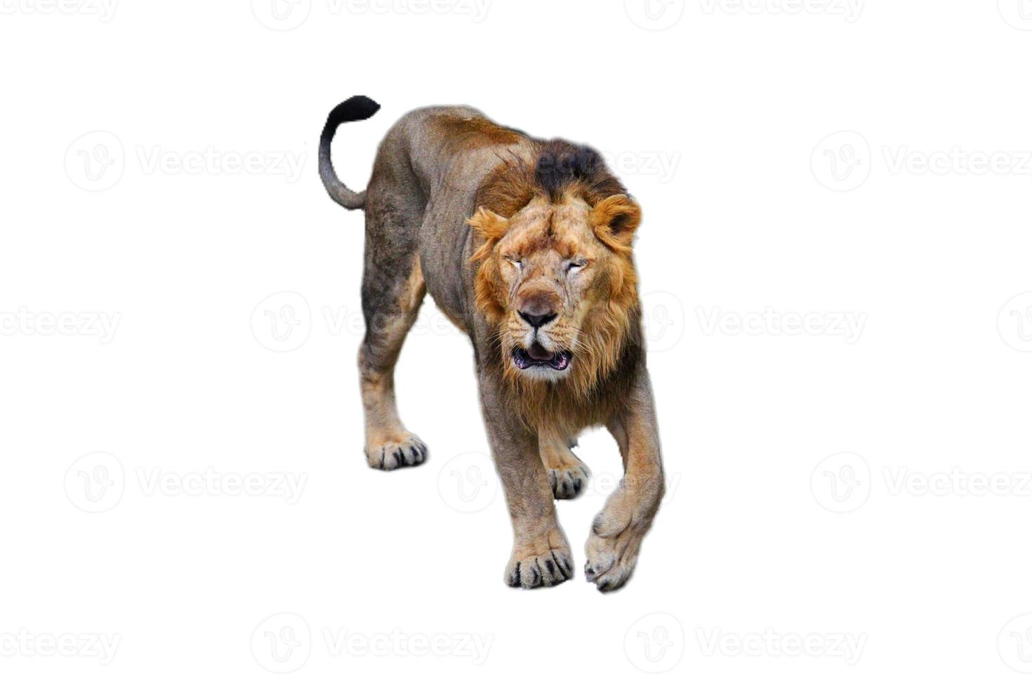 león aislado en blanco antecedentes foto