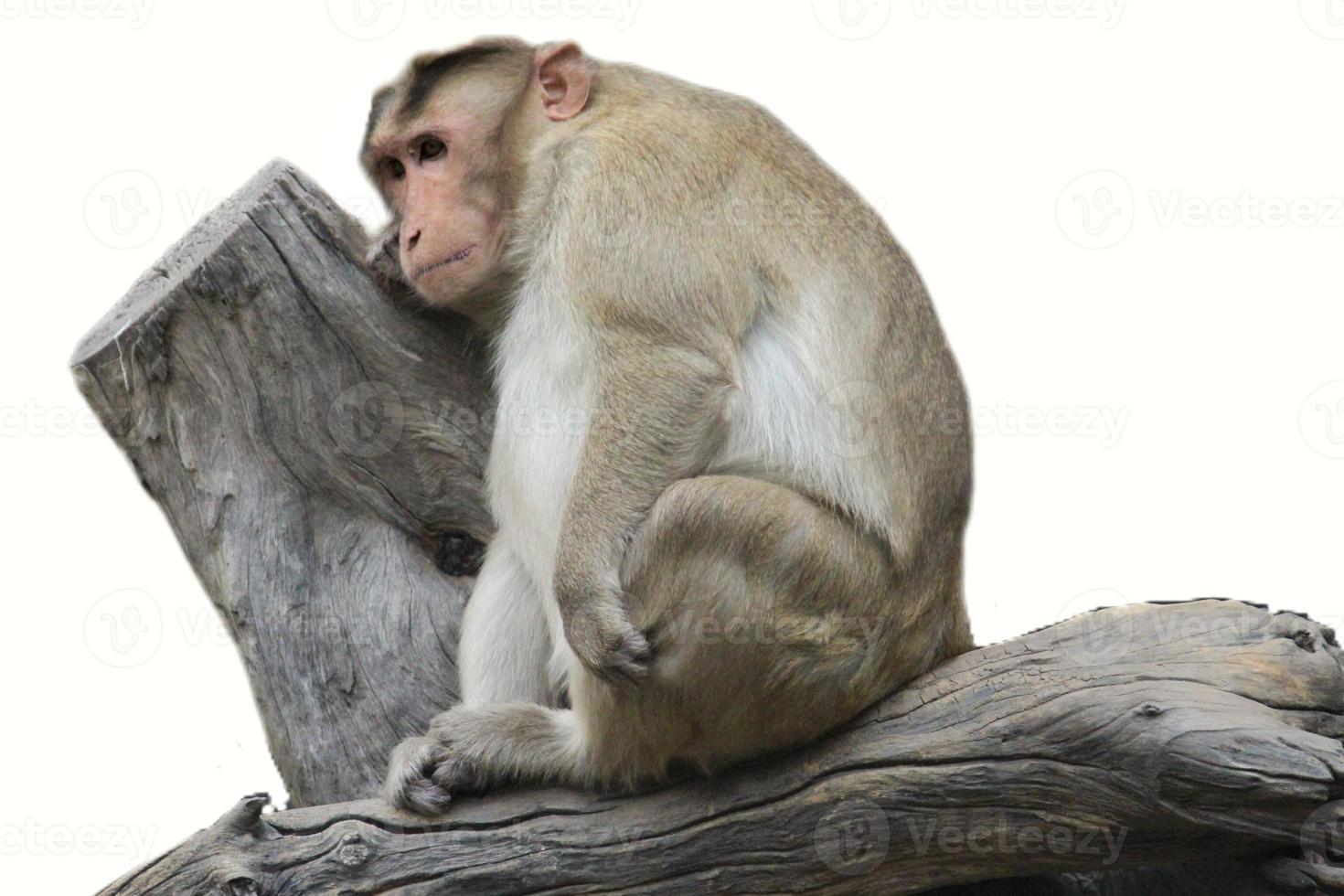 Sad monkey sitting on tree branch isolated on white background photo
