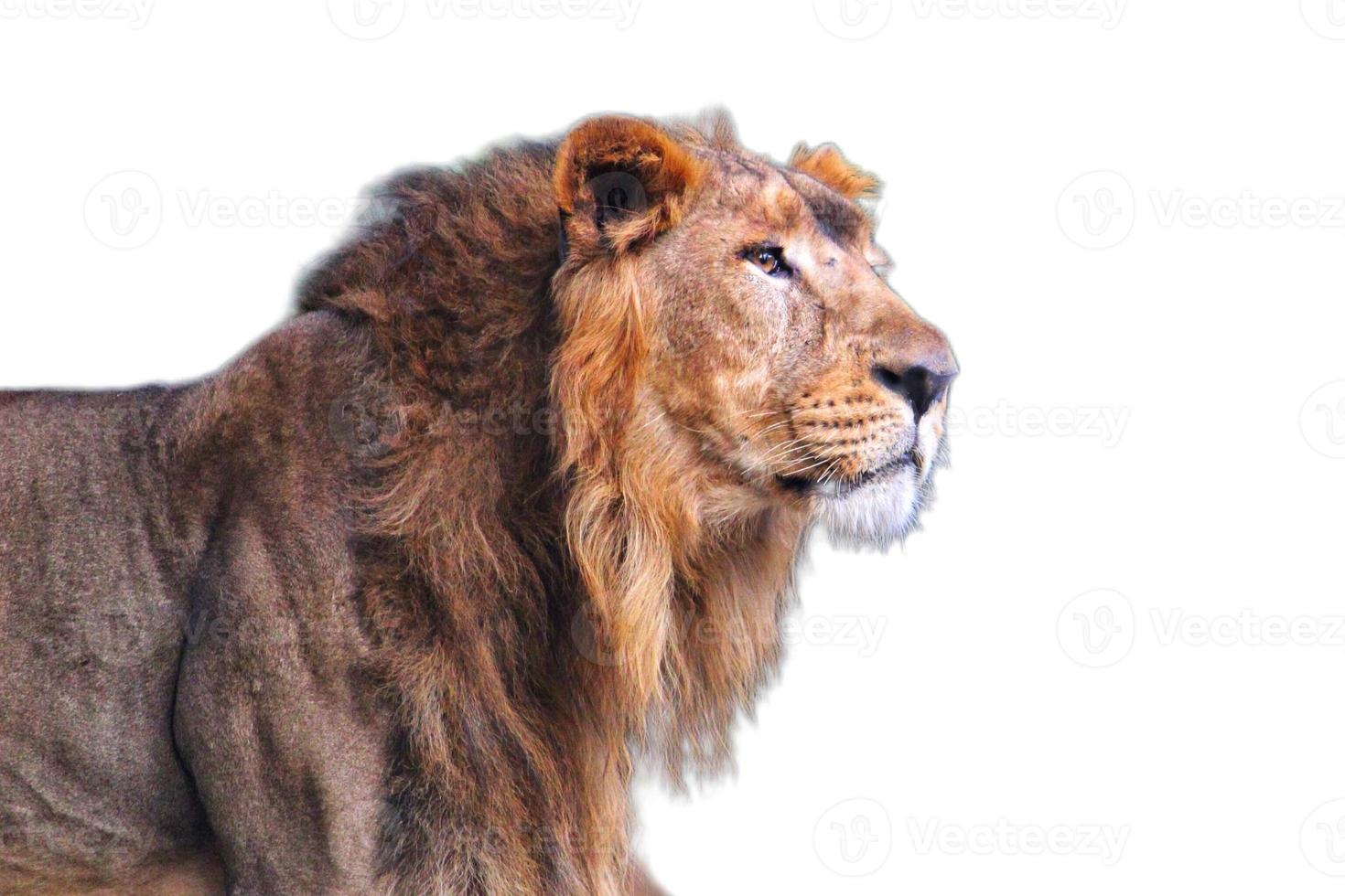 Lion isolated on white background photo