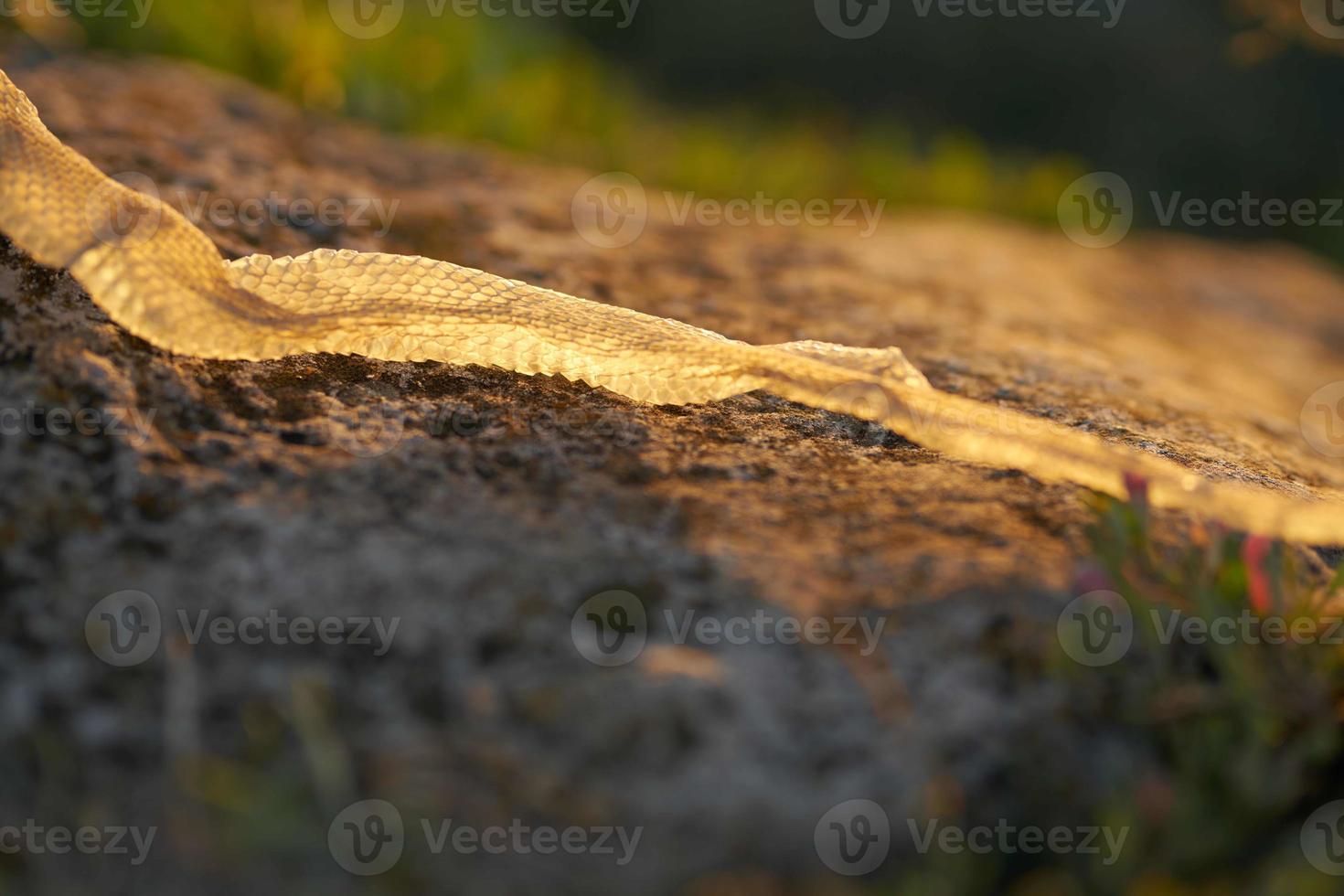 Snake skin on the ground photo