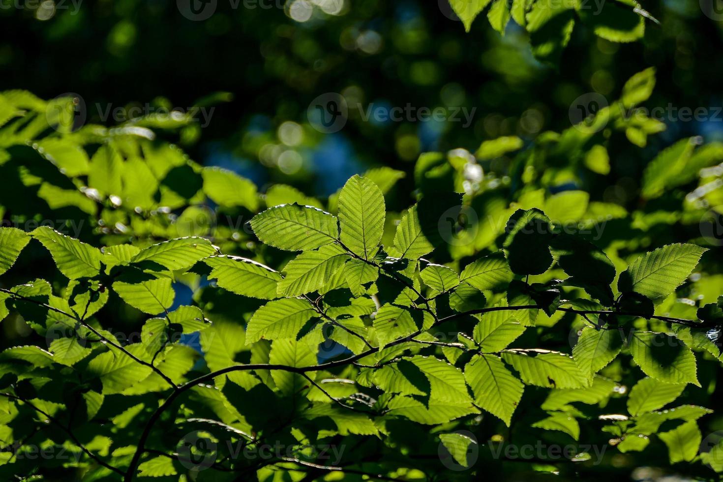 Scenic forest landscape photo