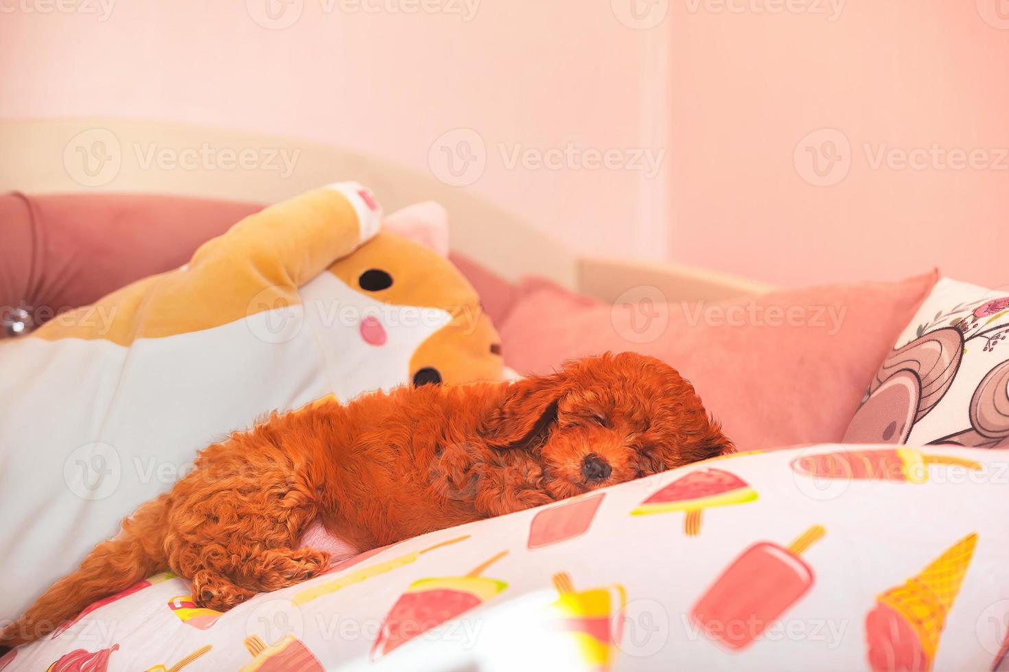A small cute puppy of the red color of the toy poodle breed sleeps on a children's pillow among toys. photo