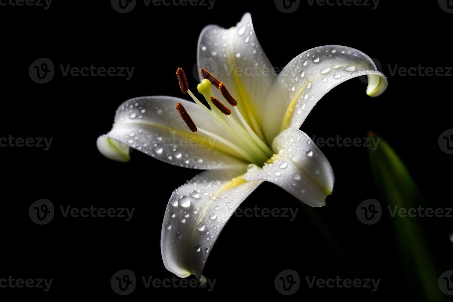 Lily flower in water drops. Generate Ai photo