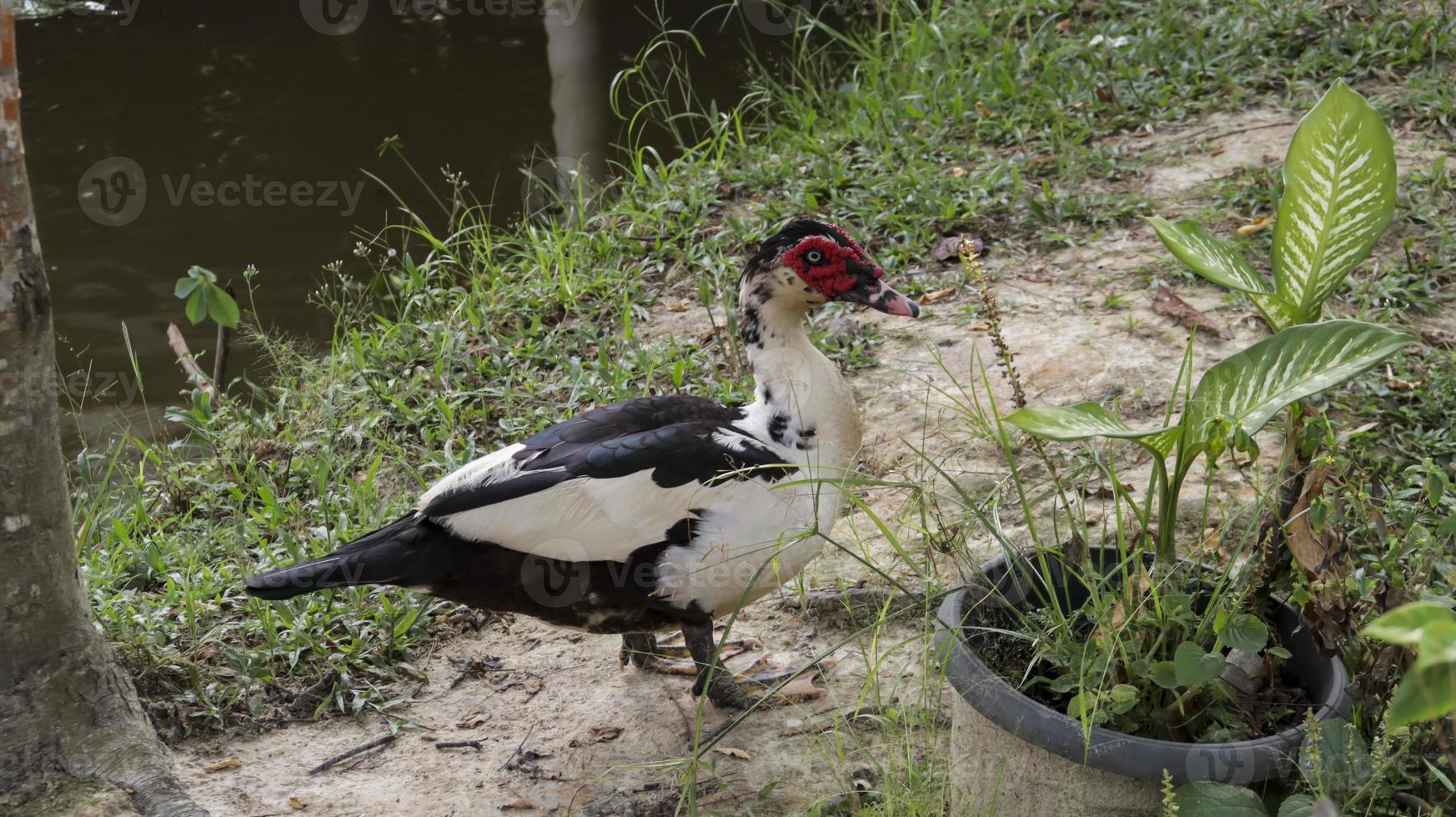 Domestic Muscovy duck at backyard countryside rural village free range urban farm. photo