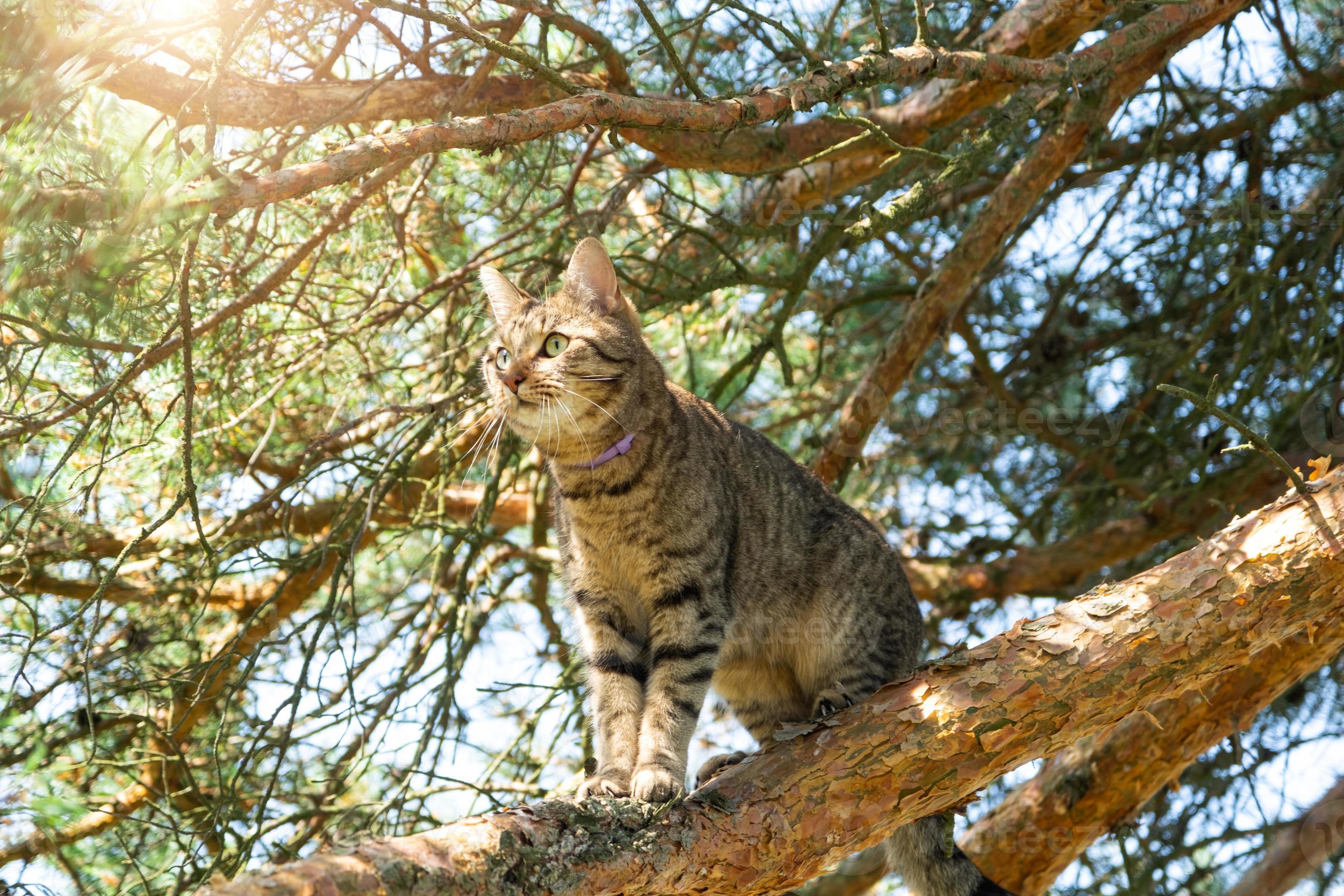 A cat climbs the branches of a tree. A pet on an outdoor walk