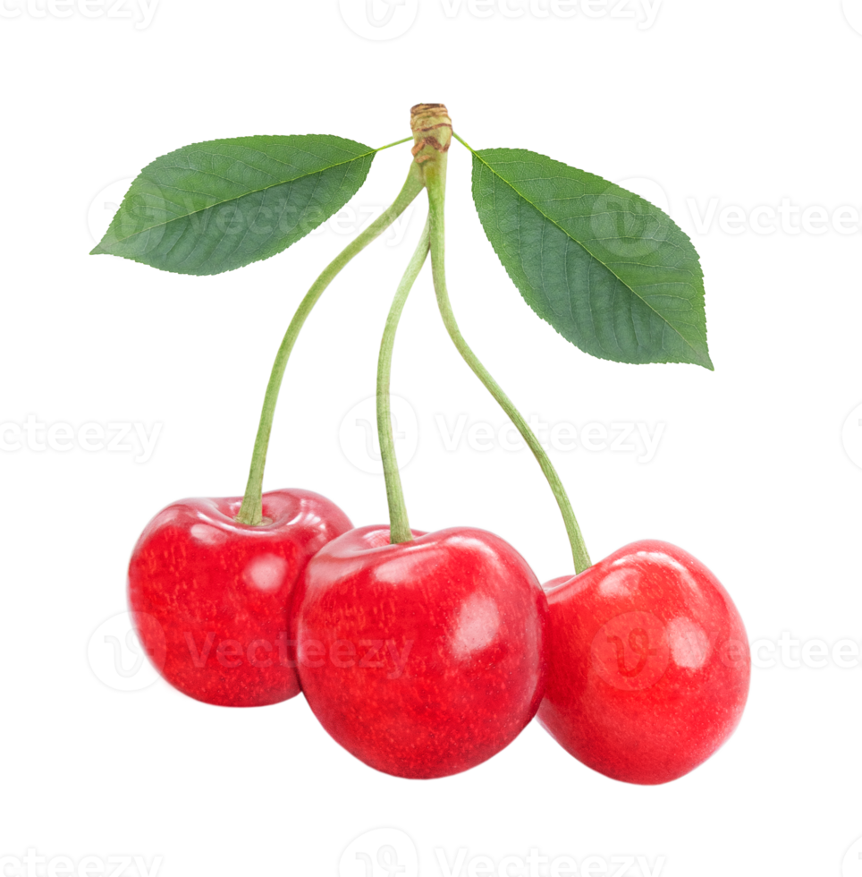 Three sweet cherries together with leaves isolated on transparent background png