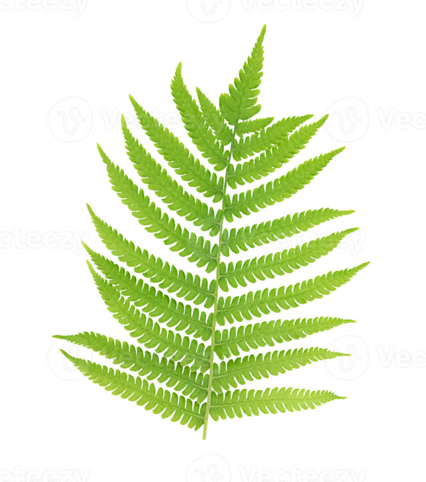 ett ormbunke blad isolerat på transparent bakgrund png