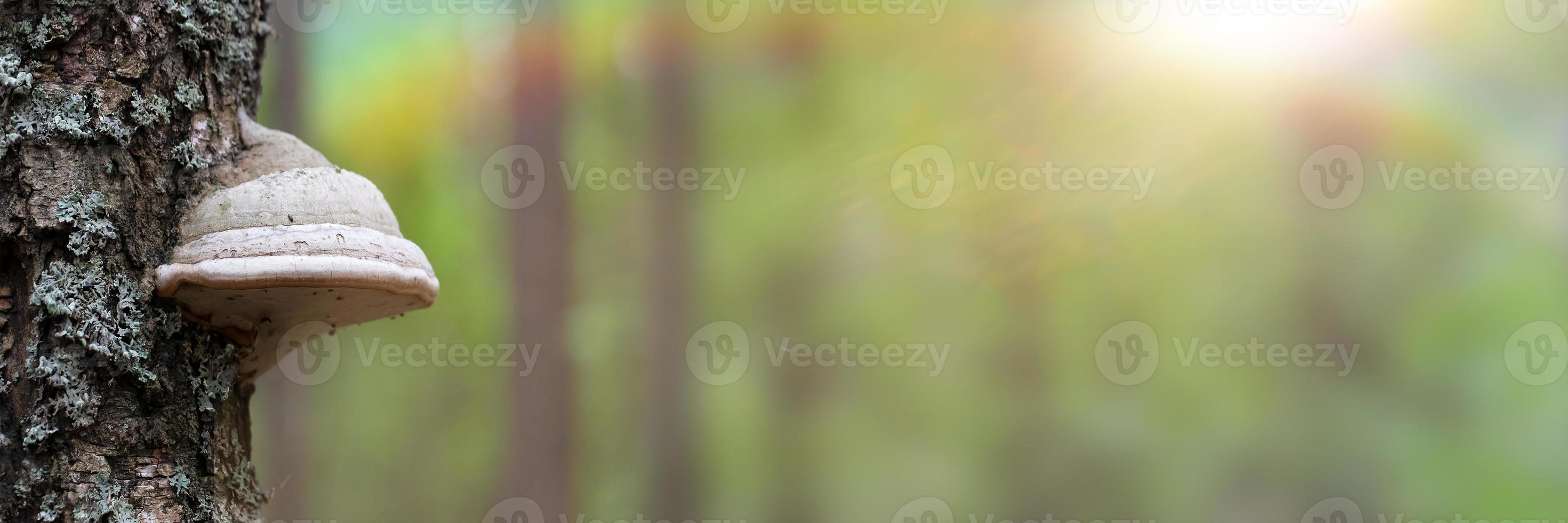 Banner tree mushroom on an old tree. Forest background. photo