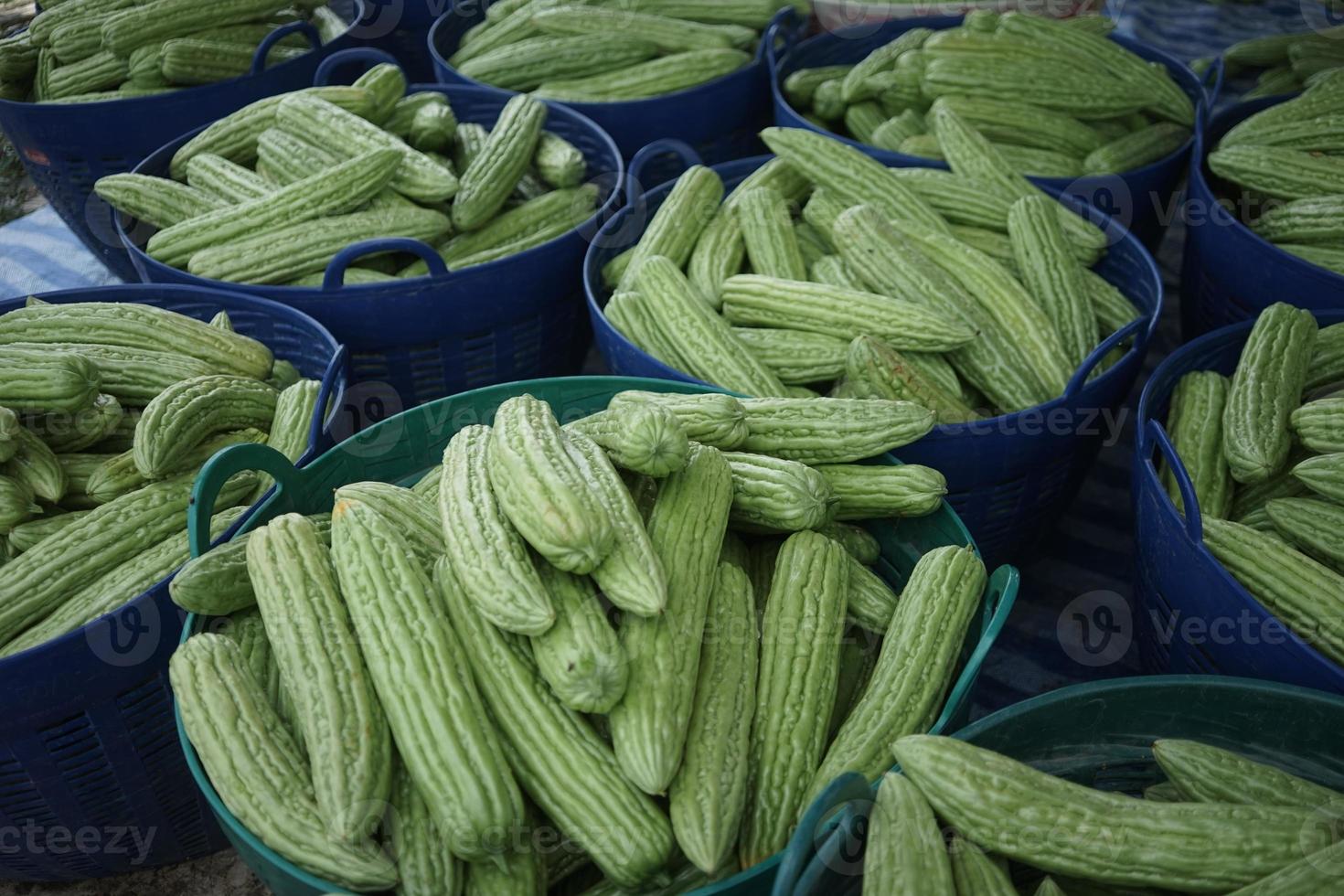 The stack of bitter melon gourd harvest is stored in a container for sale photo