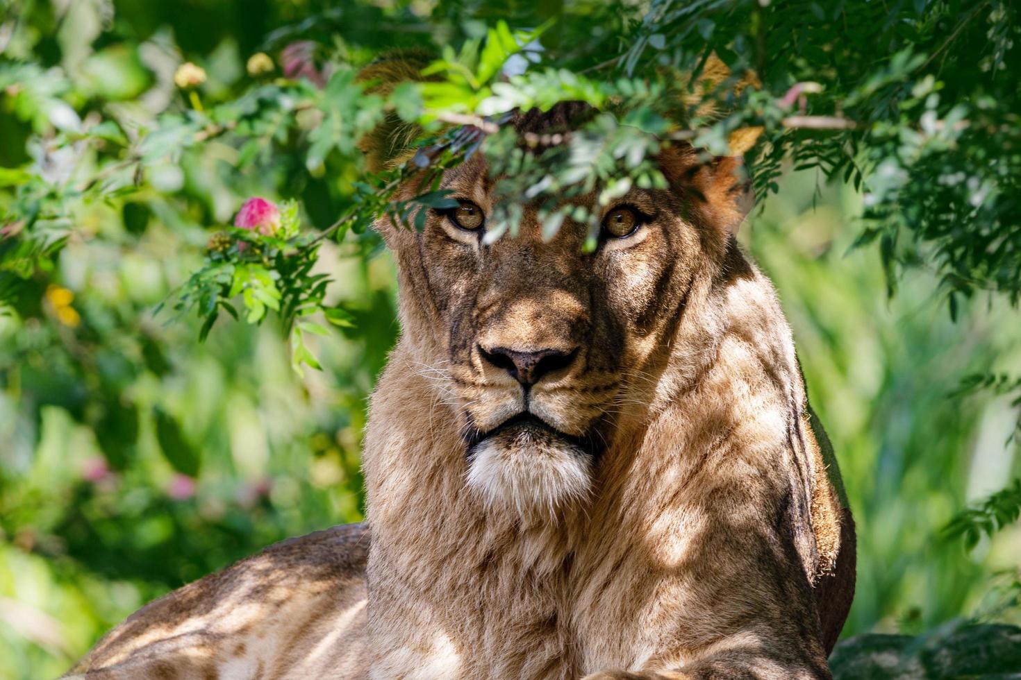 Lion is forest king and danger photo