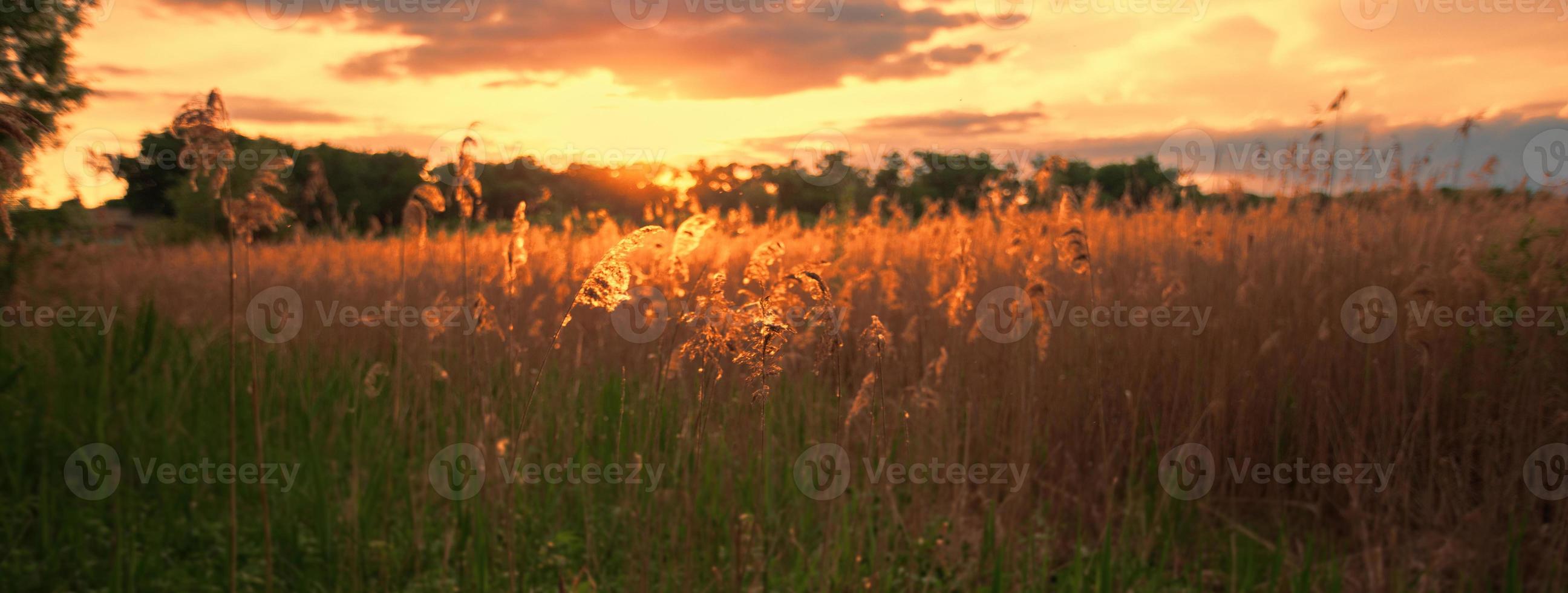 Beautiful landscape. Panorama Sunset on a summer meadow. Evening nature. photo