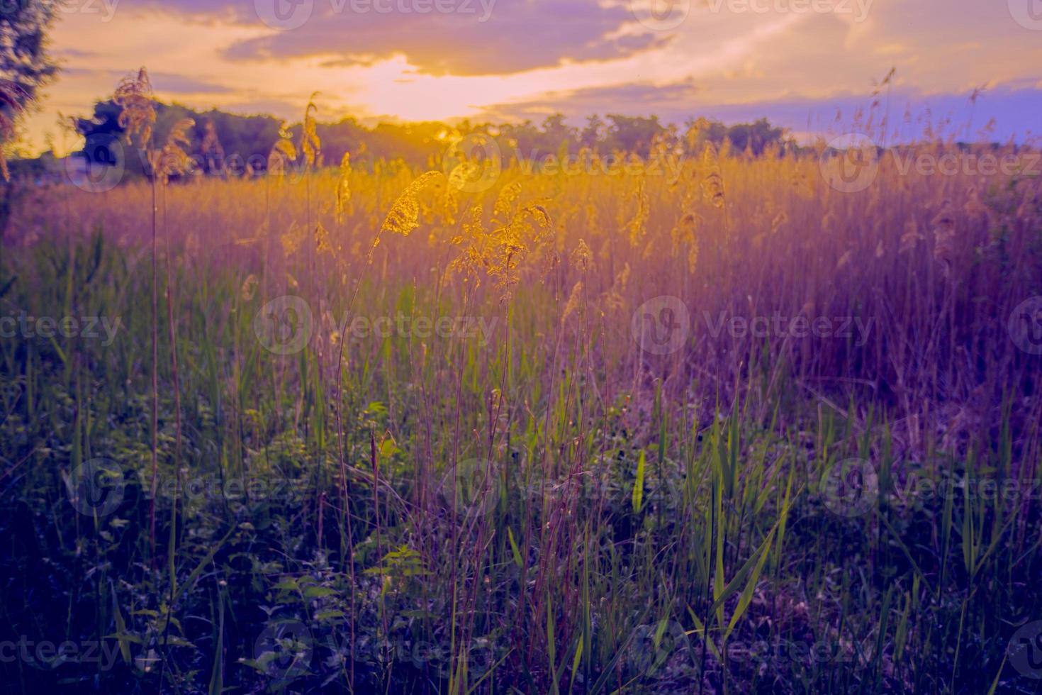 hermosa paisaje. panorama fantástico puesta de sol en un verano prado en morado-amarillo tonos noche naturaleza. foto