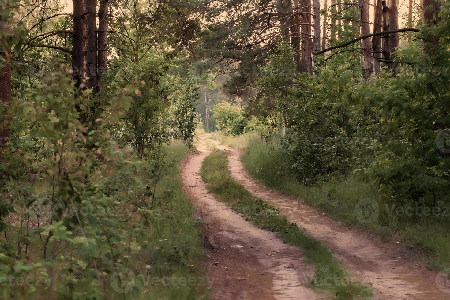 Background with forest and footpath in vintage style. photo