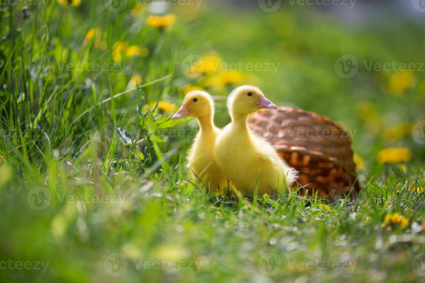 Two yellow ducklings on a background of green grass. photo