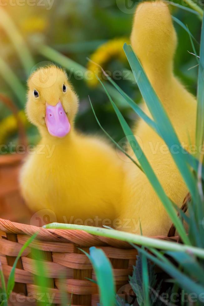 Two yellow ducklings on a background of green grass. photo