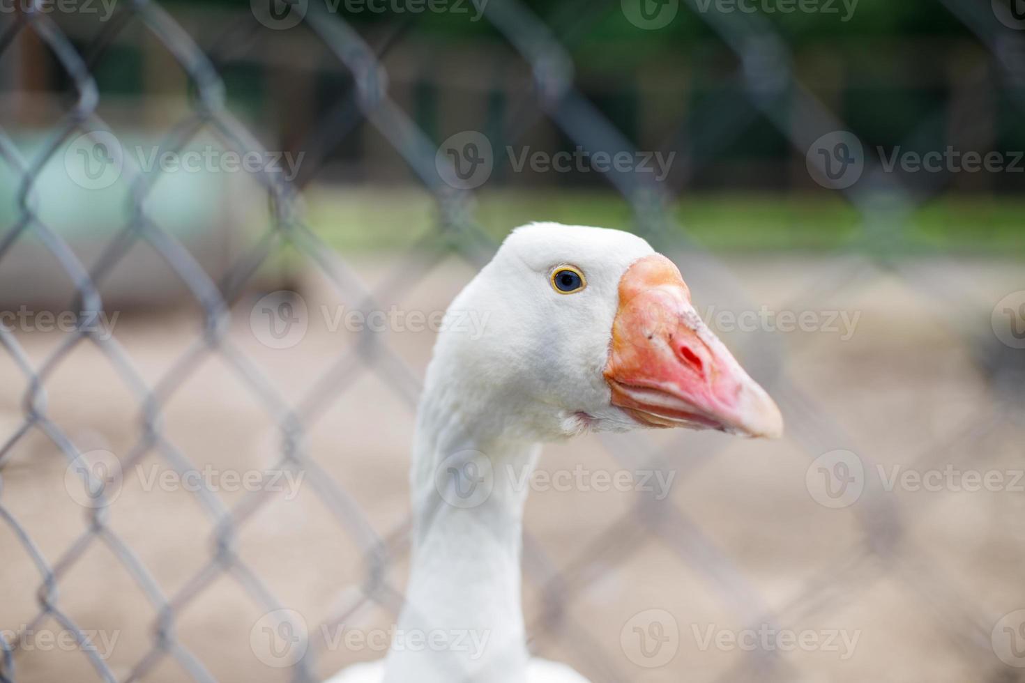 geese behind the fence. close-up portrait of a goose photo