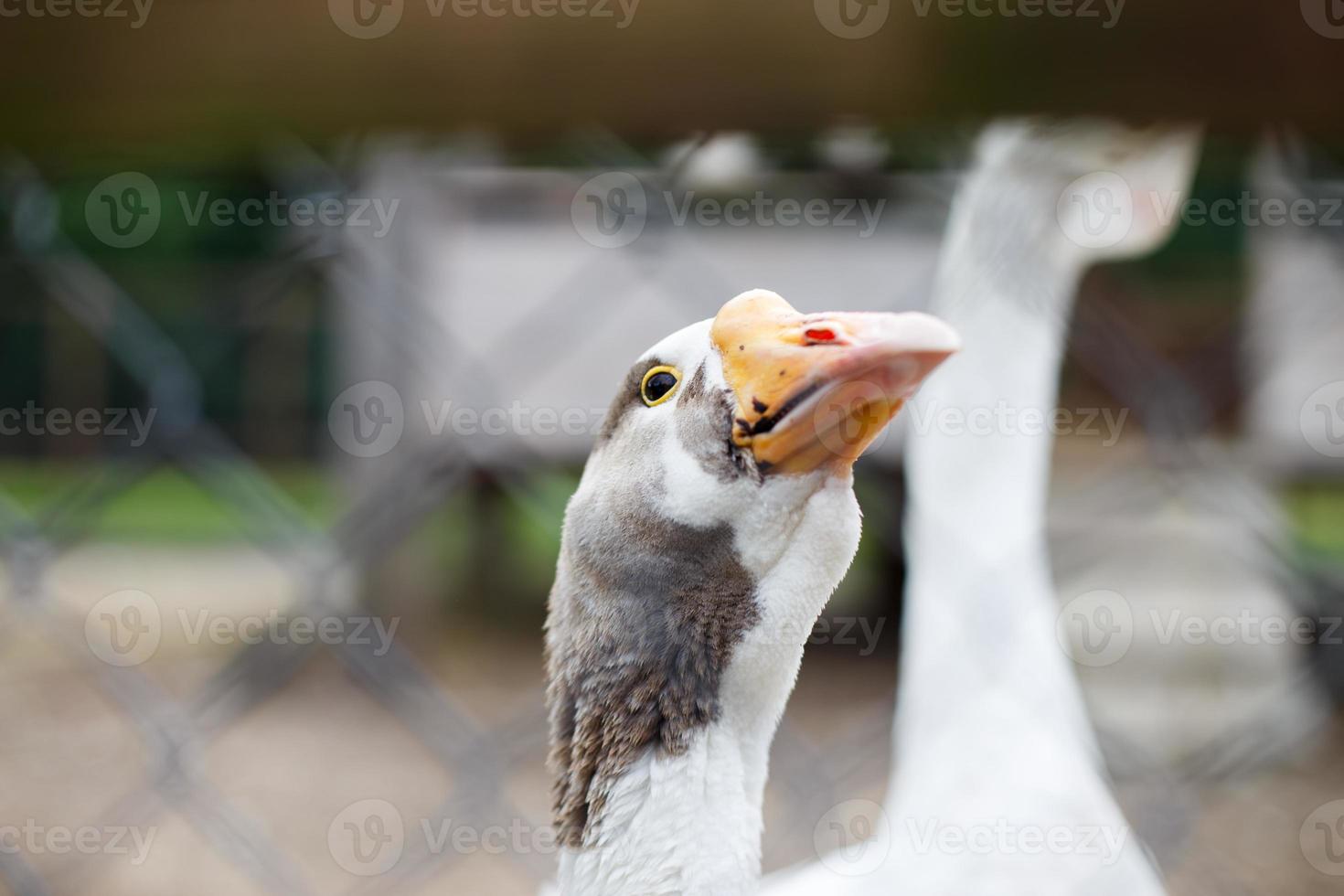 geese behind the fence. close-up portrait of a goose photo