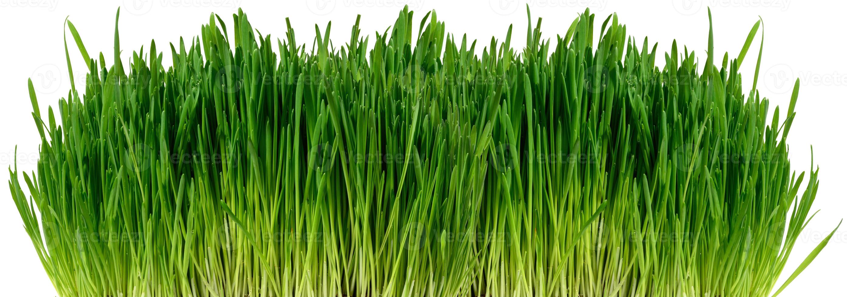 Green wheat sprouts on a white isolated background, a bush for decoration photo