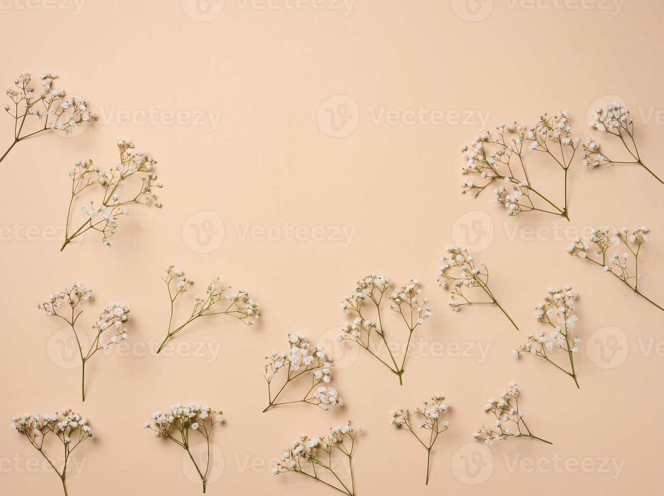 Gypsophilia branch with white flowers on a beige background, top view. Copy space photo
