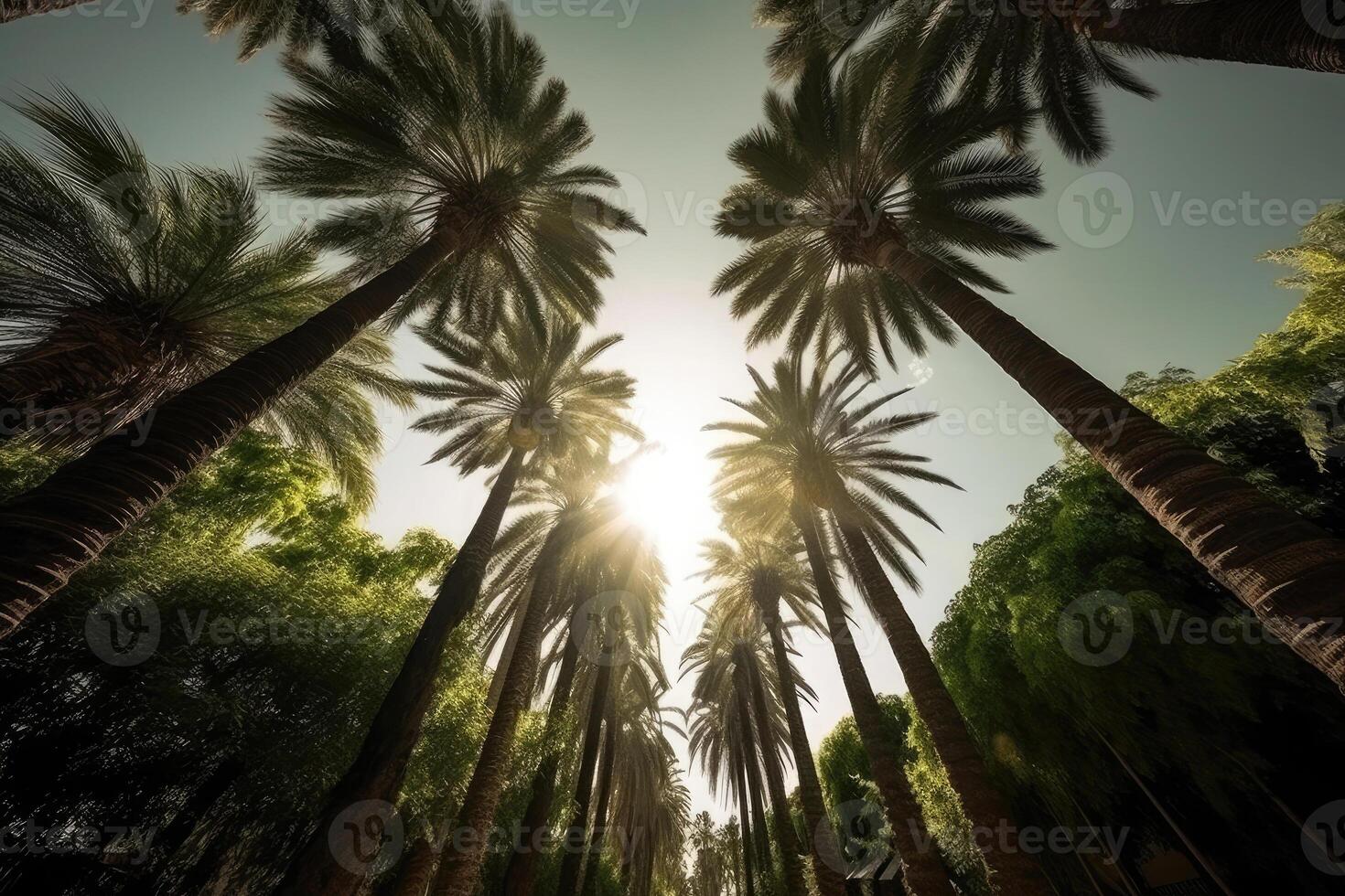 Palm tree silhouettes against sky, bottom view. photo