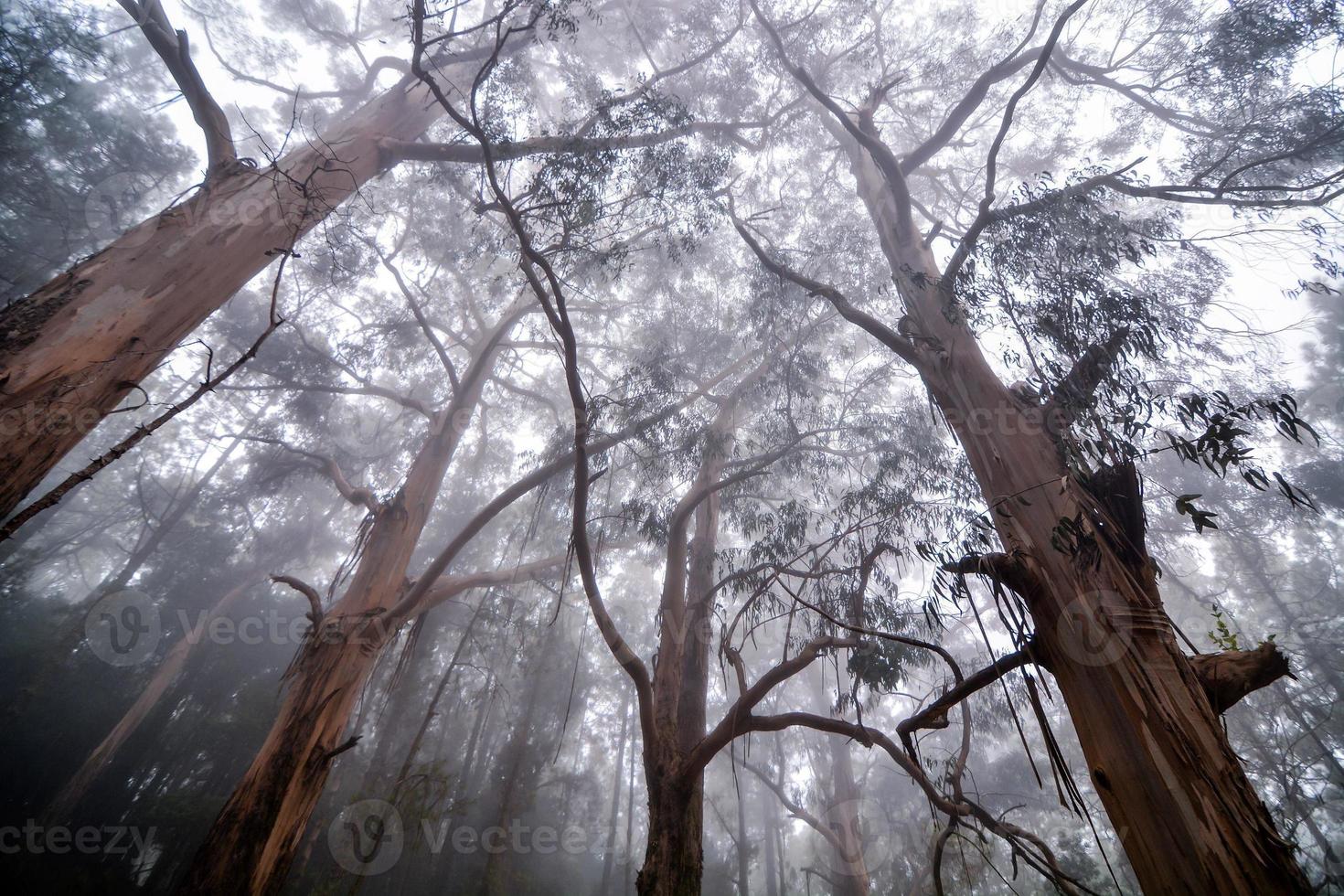 Trees in the forest photo