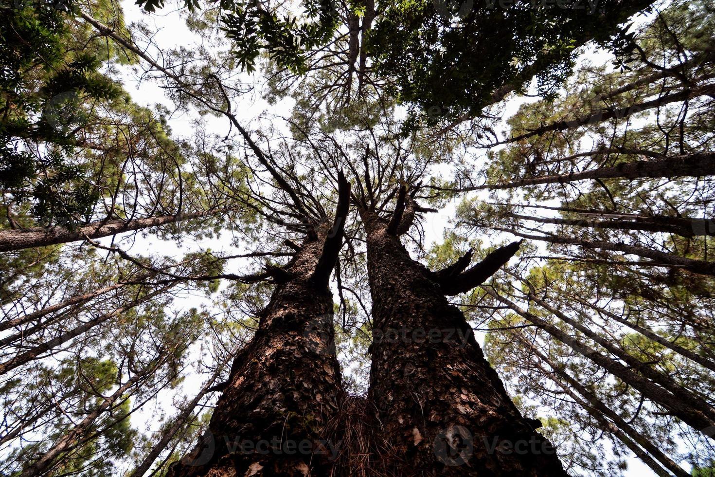 Trees in the forest photo