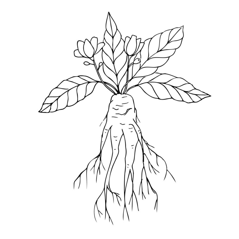 Mandrake. Hand drawn illustration of mandrake plant branch with root and flower. Magic plant. Design element. Isolated white background. Vector