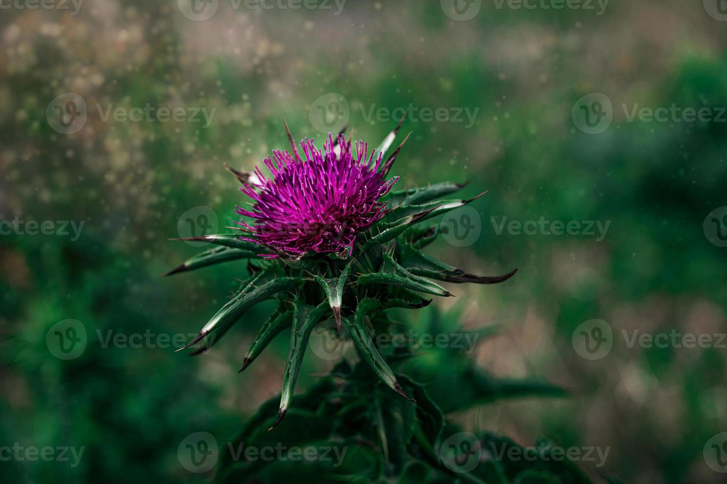 purple thistle flower in close-up against a green meadow on a sunny spring day photo
