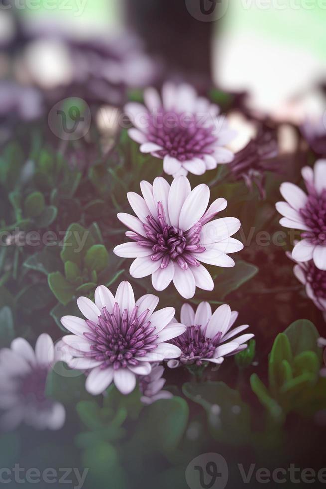 summer flowers with a sunny garden against the backdrop of green leaves photo