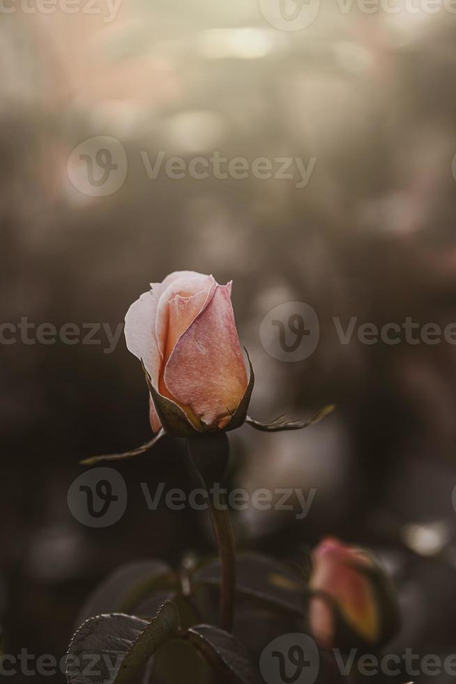 delicate spring flower rose close-up in a sunny garden photo