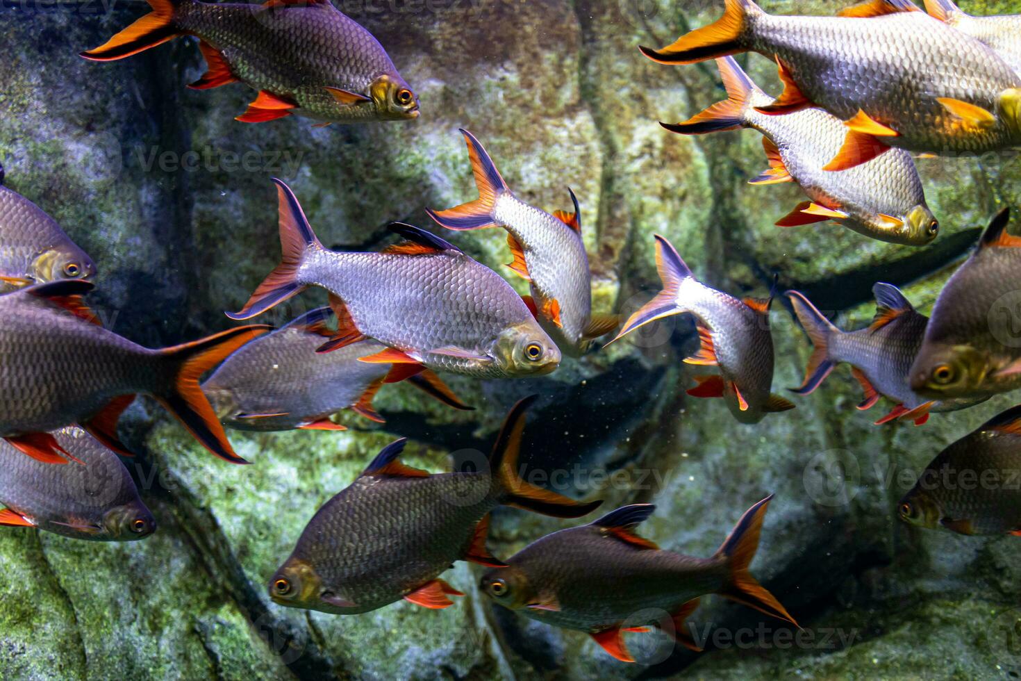 pequeño pescado animal nadando en el acuario de el zoo de zaragoza en España en un oscuro antecedentes foto