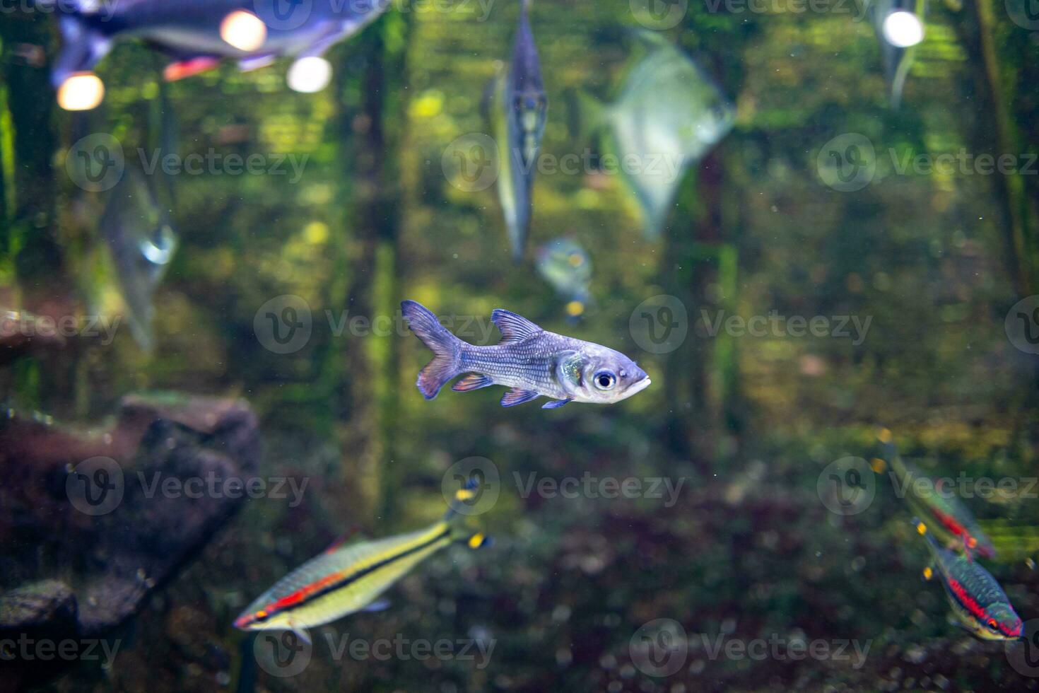 little fish animal swimming in the aquarium of the zoo of Zaragoza in Spain on a dark background photo